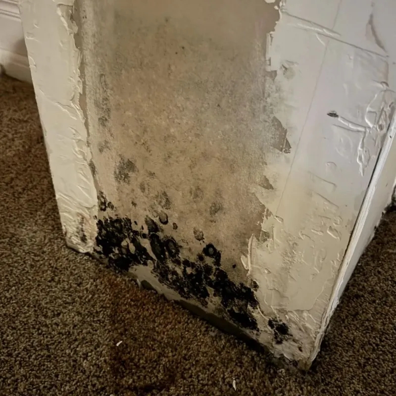 Professional Mold Removal in Pittsburg, CA